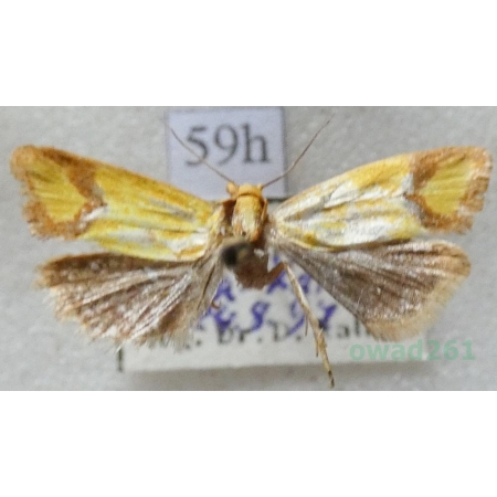 Agapeta zoegana (Linnaeus, 1767) Pańdrożyca strzemioneczka Czech59h